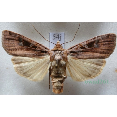 Xestia ditrapezium (Denis & Schiffermüller, 1775) Rolnica dwutrapezka Czech54j